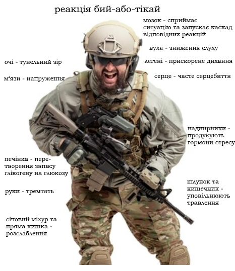 Стрес і серце